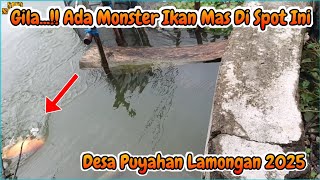 VIRAL...‼️IKAN MAS DI SPOT INI SANGAT MELIMPAH || Desa Puyahan Lamongan