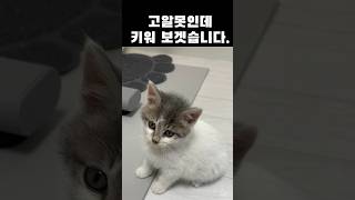 고양이 두마리를 사랑으로 키워봣습니다.#고양이 #길고양이입양 #cat #shorts