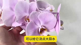 蝴蝶兰浇点“大蒜水”，杀虫杀菌，叶片肥厚大白根呼呼冒