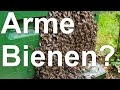 Was machen die Bienen da? Kein Flugwetter in der Frühtracht