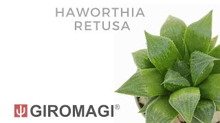 Haworthia retusa