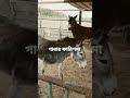 গাধার কারিশমা donkey video viral videovairl ara technology