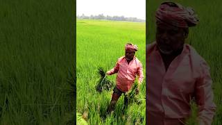 Proper Weed Management in Paddy #shorts