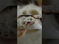 how to make sourdoug bread viralvideo sourdoughstarter shortvideo bread shorts yt ytshorts