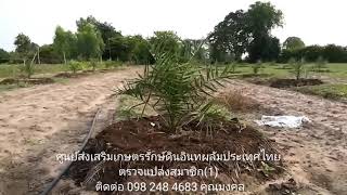 ศูนย์ส่งเสริมเกษตรรักษ์ดินอินทผลัมประเทศไทย(098 248 4683)