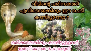 ഈ ചെടിയെക്കുറിച്ച് അറിഞ്ഞിട്ടാണോ വെട്ടിക്കളയുന്നത്🐍 ... അത്യധികമുള്ള ഗുണങ്ങൾ അറിഞ്ഞിരിക്കൂ..