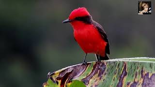 Beautiful cool Birds ll Red and Yellow Birds by Zidi Mano tv