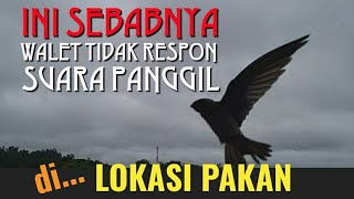 Walet GAGAL Respon Di Lokasi Pakan - Simak...!