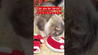 サンタのコスプレにチャレンジする猫#shorts #猫 #クリスマス