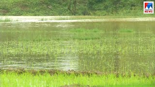 പടിഞ്ഞാറത്തറ കുറുമണിയില്‍ നെല്‍കൃഷി വെള്ളത്തില്‍; ലക്ഷങ്ങളുടെ നഷ്ടം | Wayanad| Rice farming