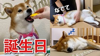 【祝7歳】食べて甘えてすぐ寝ちゃうかわいい柴犬の誕生日パーティー。