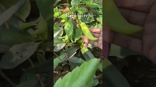 First time growing bajji mirchi at home garden#shortsfeed#mirchi#bajji mirchi#farm#gardening#garden