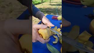 단감수확 깍아서 맛있게 먹는방법 ~ How to Cut Sweet Persimmon Harvest and Eat Deliciously