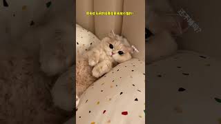 【#薄荷猫猫甜不甜】原来枕头间的缝隙是用来放小猫的!原来枕头间的缝隙是用来放小猫的!#薄荷猫猫 #治愈系猫咪 #我和我的猫