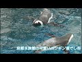 2020年7月　京都水族館　可愛いペンギン達　kyoto 　ケープペンギン