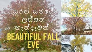 Beautiful Fall Eve 🍁 සරත් සමයේ ලස්සන හැන්දෑවක්