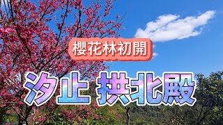 [1騎1會]汐止 拱北殿 櫻花林初開