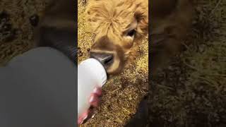 Bottle-feeding baby Highland cows—who will win the milk race? 🍼🐮