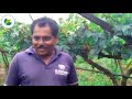 द्राक्ष लागवड माहिती व मार्गदर्शन grapes farming draksh lagwad krishi network