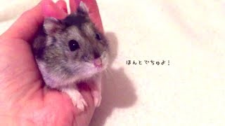 ハムスター ハムムとココちゃんの1日。ハムム、犬になる！？