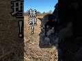 お年玉を見つけた柴犬 柴犬