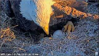 AEF NEFL Eagles ~ Beau's AMAZING 28 Hour Shift Incubating Eggs Until Gabby Returns! 💕💕 1.9.25