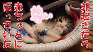 子猫時代の君にもう一度【保護猫】