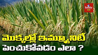 మొక్కల్లో ఇమ్మ్యూనిటీ పెంచుకోవడం ఎలా ? | Siva Prasad Raju Suggestions | hmtv Agri