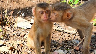 The little S.A.R.O monkey is trying to walk and plays with his friends 37