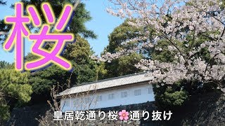 平成最後　皇居乾通り桜🌸通り抜け　大勢の人が花見を楽しんでます　（ノーカット・解説付き）2019年4月2日