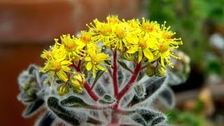 Flowers in the Greenhouse