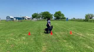 UKC Rally Exercise 409: Spiral In – Dog Outside – Spiral Out – Dog Inside