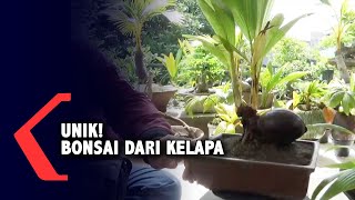 Unik! Kreasi Bonsai Dari Kelapa