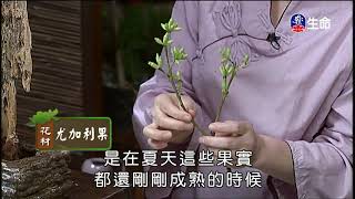 佛心花海_別有洞天_李麗淑老師-1_(lifetv_20200329_11：00)