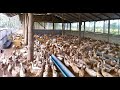 Raising 100 ducks for eggs on my farm II Natwijuka Brian 0789491350