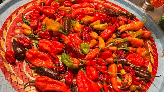 Ghost peppers 🌶 ; Another big harvest; kitchen garden update(August, 2022).
