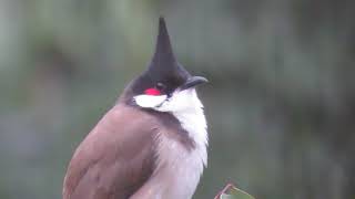 #紅耳鵯 #Red-whiskered Bulbul