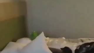 Kermit tries to sleep