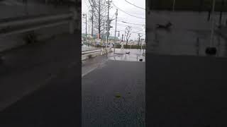 【道路が冠水】家の近くの交差点がやばいです‼️#Short