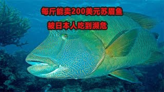 样貌极丑的苏眉鱼，每斤能卖200美元，却被日本人吃到濒危