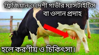 ফ্রিজিয়ান ও দেশী গাভী গরুর ম্যাসটাইটিস হলে করণীয় ও চিকিৎসা ||Cow Mastitic Problem || Animals Channel