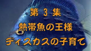 第3集　熱帯魚の王様　ディスカスの子育て