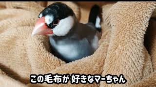 ウチの桜文鳥 マメ　運動になるかな？ と 揺らしてみたけど 全然気にしない様子