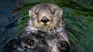 Meet Ruby the Sea Otter | Critter Corner