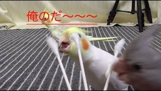 綿棒遊びが大好きなオカメインコ（アップで）