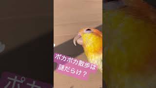 仕草が可愛すぎシロハラインコ♥️#ラムちゃん#日向ぼっこ#インコのいる暮らし#シロハラインコ#birds#癒し