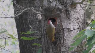 Natuurvideo - Het leven van de groene specht - The green woodpecker