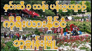 ကိုရီးယားနိုင်ငံရဲ့ နှင်းဆီ ၁ သန်း ပန်းဥယျာဉ်  ဘူချွန်းမြို့ ( SEOUL , KOREA )