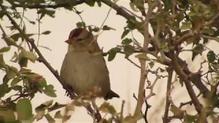 A little field sparrow hiding in the bushes, Nov. 3. 2017 !