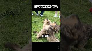 마멋이 포악한 동물인 이유